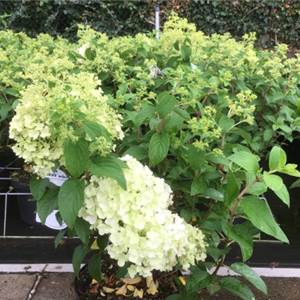 Hydrangea pan. Silver Dollar kopen